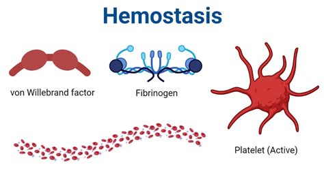 Definition of HEMOSTASIS .